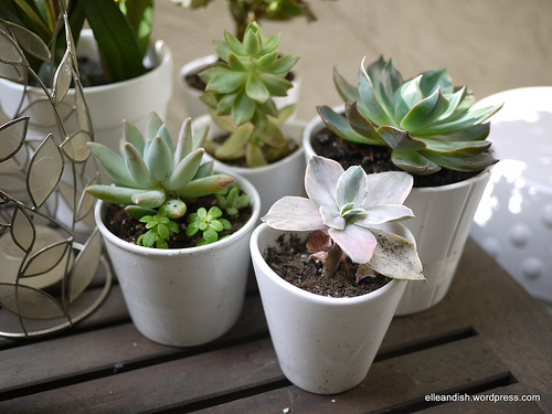 6-succulent-care-hacks-for-winter3