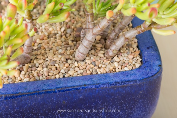 6-succulent-care-hacks-for-winter4