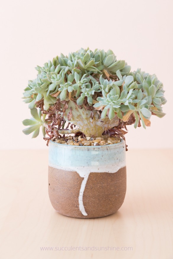 6-succulent-care-hacks-for-winter5