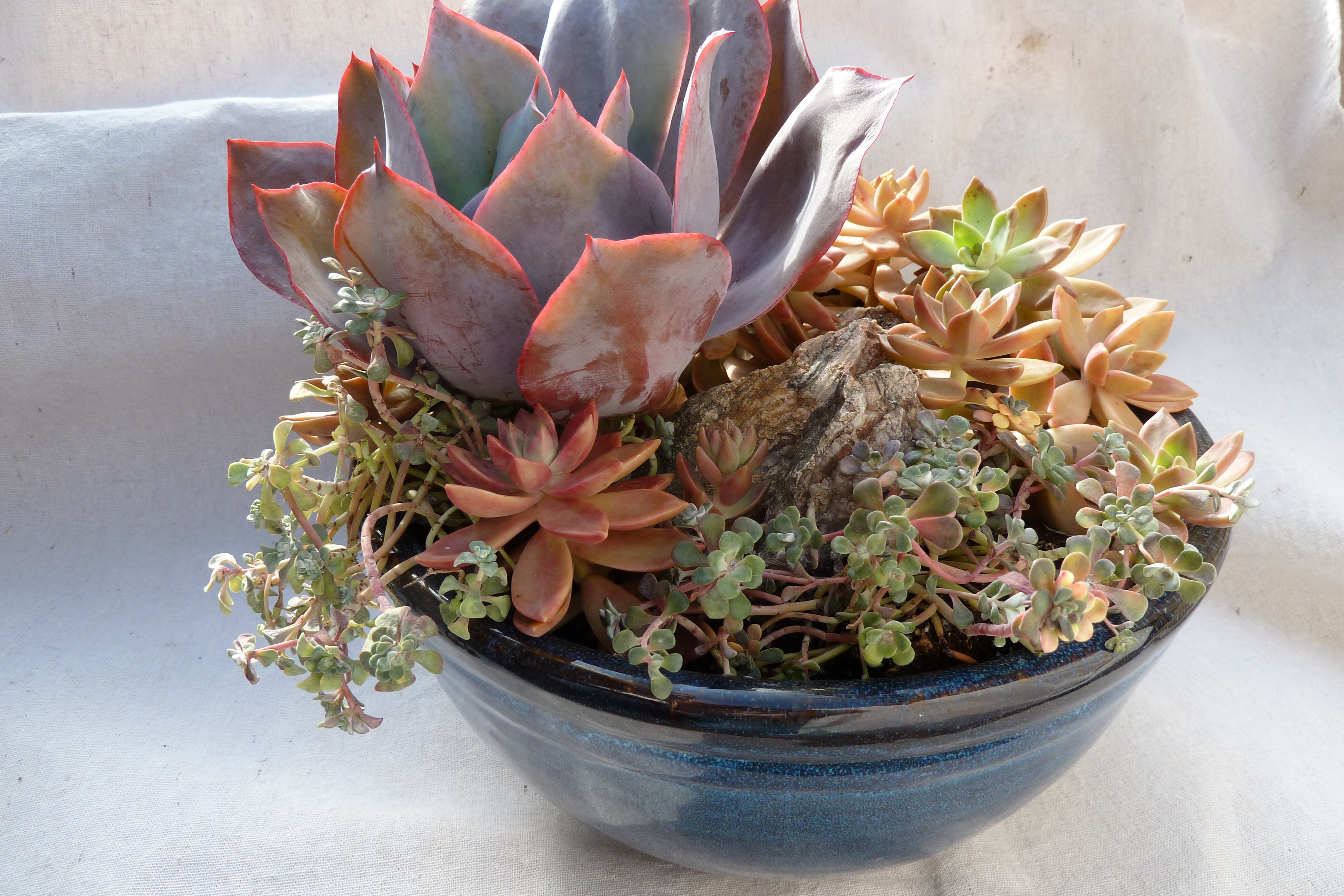 6-succulent-care-hacks-for-winter6