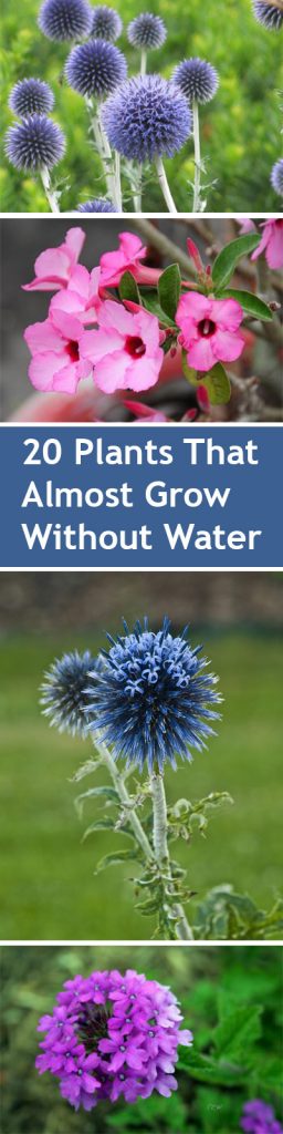 Plants, Drought Resistant Plants, Plants That Need Little Water, Drought Friendly Plants, Popular, Plants, Plant Gardening