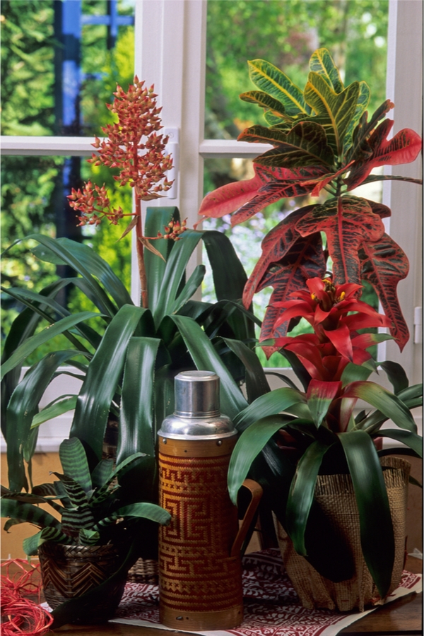 indoor flowering plants no sunlight