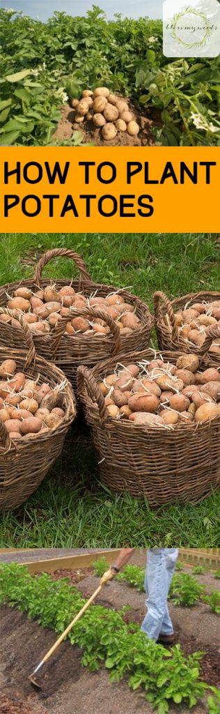 How to Plant Potatoes, Potato Growing Tips, How to Grow Potatoes, Potato Growing Tips and Tricks, Gardening, Vegetable Gardening, Root Vegetables, How to Grow Root Vegetables, Vegetable Gardening, Gardening 101, Popular Pin. 