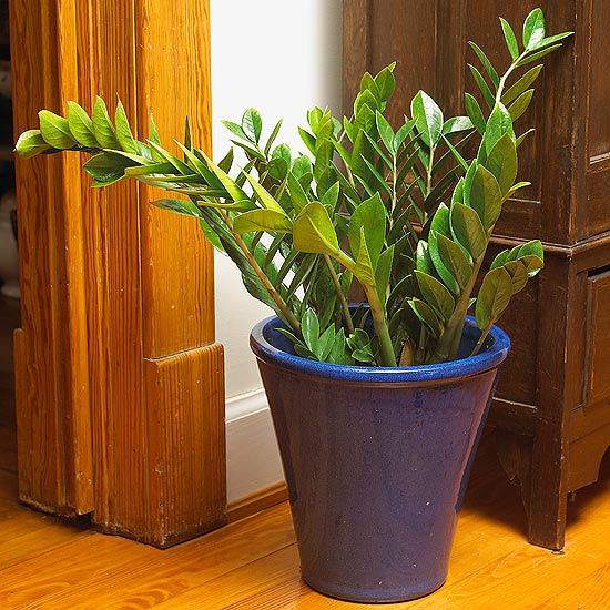 15 Beautiful Houseplants (That You Won't Accidentally Kill!) ~ Bless My ...