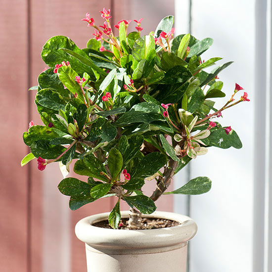 15 Beautiful Houseplants (That You Won't Accidentally Kill!) ~ Bless My ...