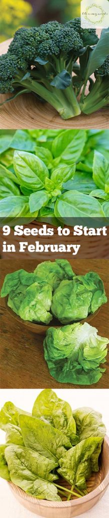 Seeds to Start in February, February Gardening, Spring Gardening, Early Spring Gardening, Vegetables to Grow in Late Winter, Vegetables to Grow in Early Spring, Early Spring Gardening, Gardening 101, Gardening Tips and Tricks, Gardening, Gardening Hacks, Popular Pin