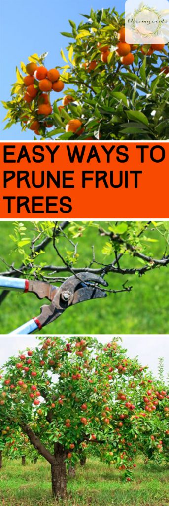 How to Prune Fruit Trees, Fruit Trees, How to Grow Fruit Trees, Growing Fruit Trees, Fruit and Vegetable Gardening, Gardening 101, Gardening TIps and Tricks, Gardening Hacks, Pruning Fruit Trees Tips, Popular 