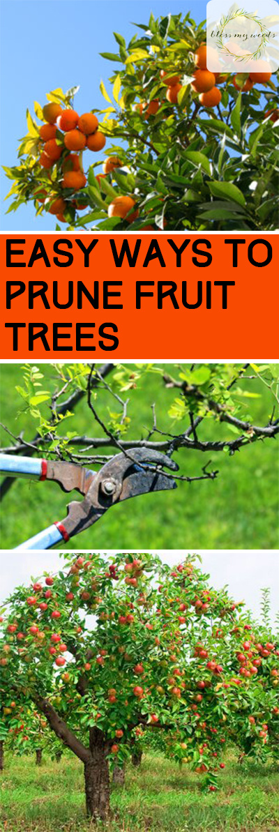 Easy Ways to Prune Fruit Trees ~ Bless My Weeds