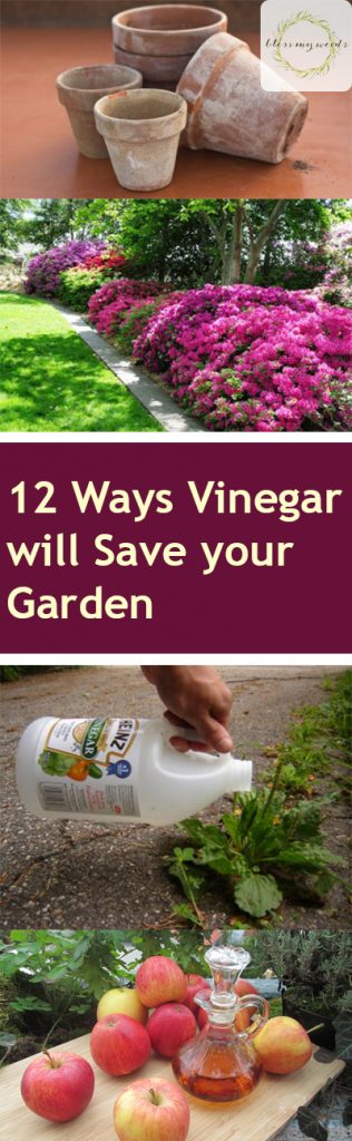 Using vinegar in the garden