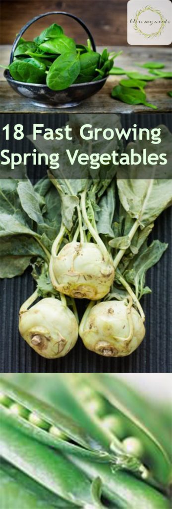 Spring Vegetables, Vegetables to Grow In the Spring, Easy Growing Vegetables, Fast Growing Vegetables, Vegetables for Spring, Vegetables Perfect for Spring, Spring Gardening, Spring Gardening Tips and Tricks, Popular Pin