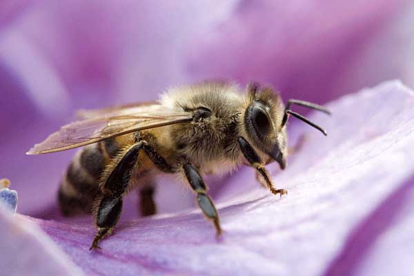 Captivating How Do You Get Rid Of Bees Moment Concept Captivating How Do You Get Rid Of Bees Moment Concept