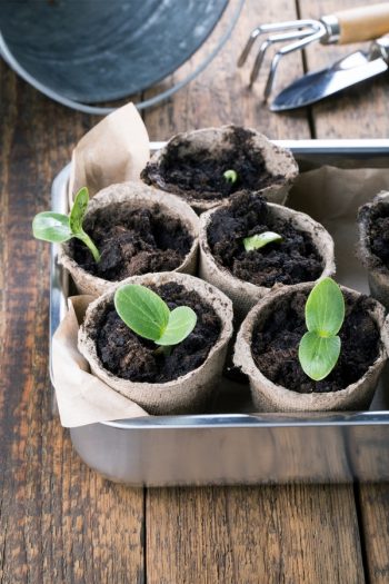 Do you know how to garden with vinegar? Vinegar will save your garden, and it's simple to use! See the tricks you never knew vinegar could do. Vinegar can even help seeds germinate better. 