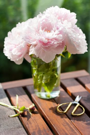 Do you know how to garden with vinegar? Vinegar will save your garden, and it's simple to use! See the tricks you never knew vinegar could do. Vinegar can even help extend the life of your flowers. 