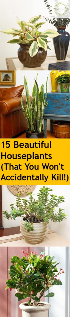 House Plants, House Plants, How to Care for House Plants, House Plant Care Tips, Tips and Tricks, Indoor Gardening, Gardening Hacks, Indoor Gardening Care, How to Care For Indoor Gardens, Popular