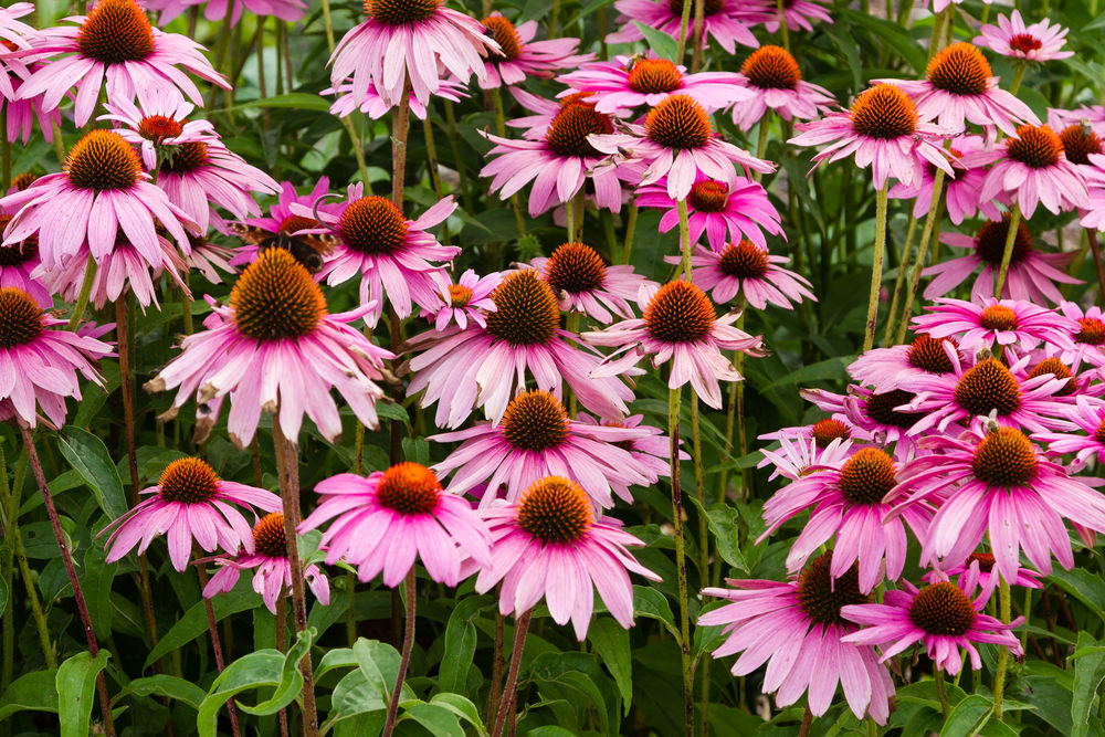 Best Perennials For Northern California at Stephnie Grissom blog