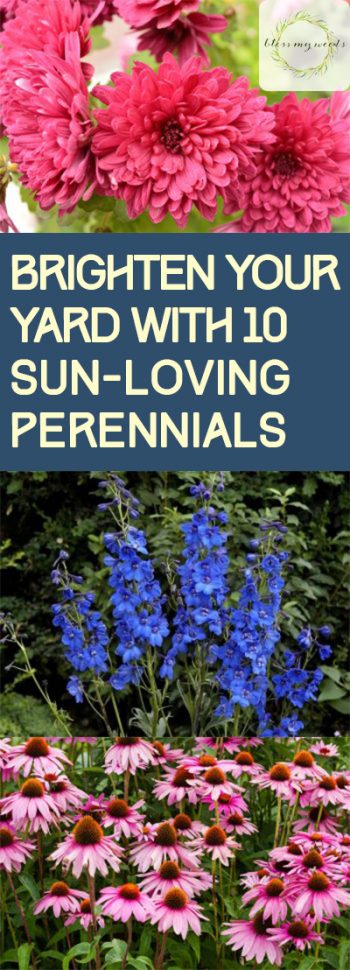 Sun Loving Perennials, Gardening, How to Garden With Perennials, Perennial Gardening TIps, Beautiful Perennials for Your Garden, Bright Perennials, Popular Gardening Pin, Easy to Grow Perennials