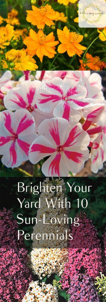 Sun Loving Perennials, Gardening, How to Garden With Perennials, Perennial Gardening TIps, Beautiful Perennials for Your Garden, Bright Perennials, Popular Gardening Pin, Easy to Grow Perennials