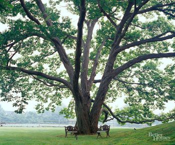 Shade Trees That Will Make Your Yard Totally Relaxing ~ Bless My Weeds