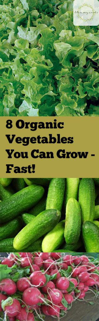 Organic Gardening Tips, Organic Gardening for Beginners, How to Start Organic Gardening, How to Grow Organic Vegetables, Vegetable Growing Tips, How to Grow Organic Vegetables, Popular Gardening Pin