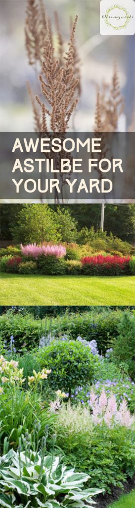 Awesome Astilbe for Your Yard | Yard Tips, Yard and Landscaping, Astilbe for Your Yard, How to Grow Astilbe, Gardening, Gardening Tips and Tricks, Pretty Shrubs for Your Landscape, Landscaping Tips for Beginners, Popular Gardening Pin 