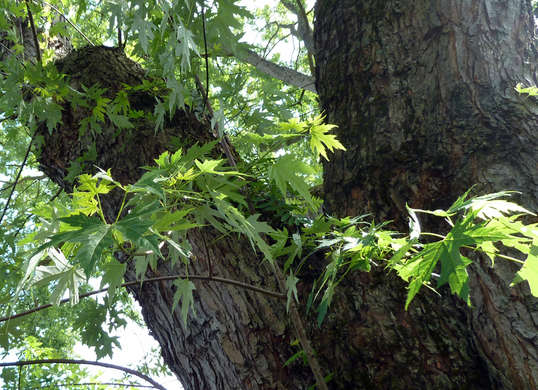 Shade Trees for Your Yard| Shade Trees, How to Grow Trees, Shade Trees for Any Yard, Landscaping With Trees, Yard Shade, How to Make Your Yard Shady, Landscaping