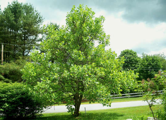 Shade Trees for Your Yard| Shade Trees, How to Grow Trees, Shade Trees for Any Yard, Landscaping With Trees, Yard Shade, How to Make Your Yard Shady, Landscaping