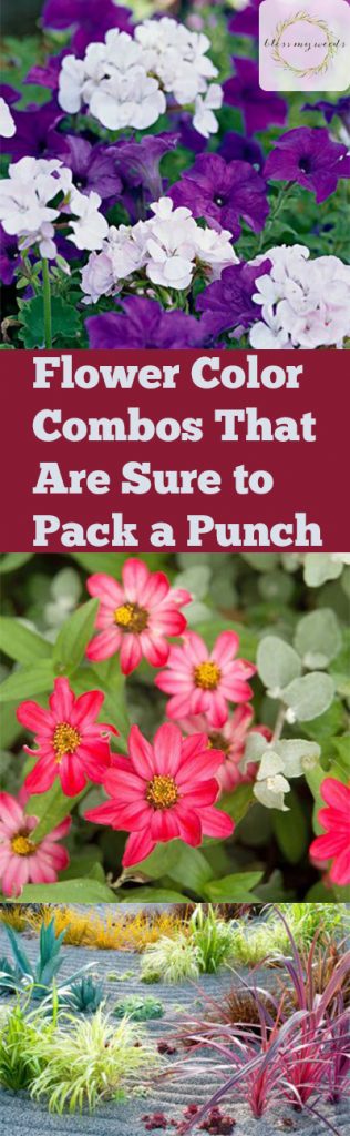 Colorful Flower Combinations, Flower Combos, Gardening Landscaping, How to Landscape, Landscaping Tips for Beginners, Gardening, Gardening Hacks, How to Design Your Garden, Garden Designs, Gardening 101