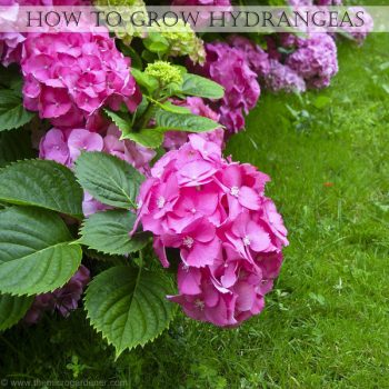 Grow the Prettiest Hydrangeas — Here’s How! Growing Hydrangeas, How to Grow Hydrangeas, Hydrangea Growing Tips and Tricks, Flower Gardening, Flower Gardening Hacks, Gardening 101, Outdoor DIY, Outdoor Projects