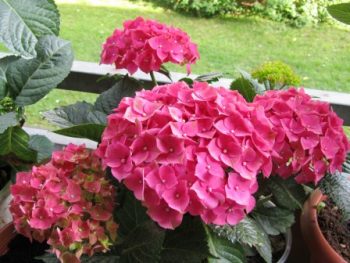 Grow the Prettiest Hydrangeas — Here’s How! Growing Hydrangeas, How to Grow Hydrangeas, Hydrangea Growing Tips and Tricks, Flower Gardening, Flower Gardening Hacks, Gardening 101, Outdoor DIY, Outdoor Projects