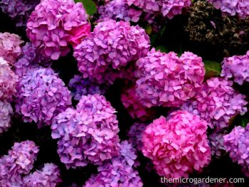 Grow the Prettiest Hydrangeas — Here’s How! Growing Hydrangeas, How to Grow Hydrangeas, Hydrangea Growing Tips and Tricks, Flower Gardening, Flower Gardening Hacks, Gardening 101, Outdoor DIY, Outdoor Projects