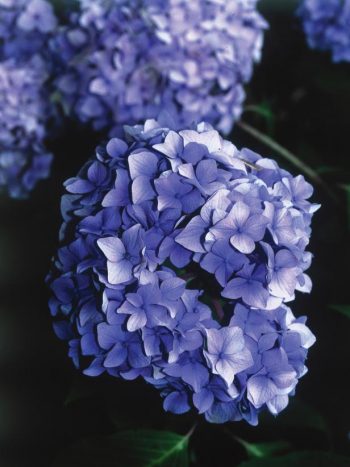 Grow the Prettiest Hydrangeas — Here’s How! Growing Hydrangeas, How to Grow Hydrangeas, Hydrangea Growing Tips and Tricks, Flower Gardening, Flower Gardening Hacks, Gardening 101, Outdoor DIY, Outdoor Projects