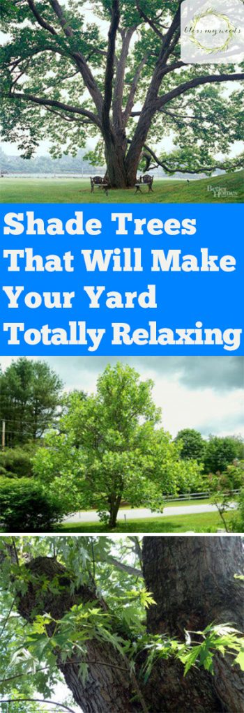 Shade Trees for Your Yard| Shade Trees, How to Grow Trees, Shade Trees for Any Yard, Landscaping With Trees, Yard Shade, How to Make Your Yard Shady, Landscaping