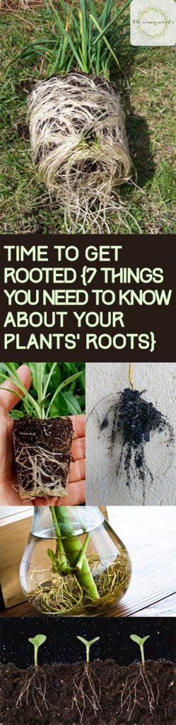 Plant Roots, Things You Should Know About Your Plants Root System, Care Tips for Plant Roots, How to Keep Your Plants Healthy, Tips and Tricks for Gardening, Gardening Tips and Tricks, Gardening Care Tips, Gardening Care Hacks, Popular Pin