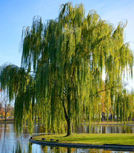 Shade Trees for Your Yard| Shade Trees, How to Grow Trees, Shade Trees for Any Yard, Landscaping With Trees, Yard Shade, How to Make Your Yard Shady, Landscaping