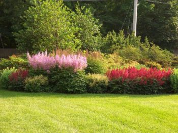 Awesome Astilbe for Your Yard | Yard Tips, Yard and Landscaping, Astilbe for Your Yard, How to Grow Astilbe, Gardening, Gardening Tips and Tricks, Pretty Shrubs for Your Landscape, Landscaping Tips for Beginners, Popular Gardening Pin 