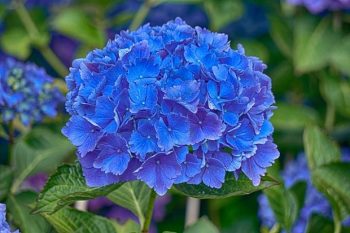 Grow the Prettiest Hydrangeas — Here’s How! Growing Hydrangeas, How to Grow Hydrangeas, Hydrangea Growing Tips and Tricks, Flower Gardening, Flower Gardening Hacks, Gardening 101, Outdoor DIY, Outdoor Projects