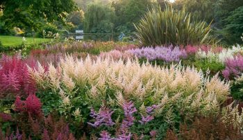 Awesome Astilbe for Your Yard | Yard Tips, Yard and Landscaping, Astilbe for Your Yard, How to Grow Astilbe, Gardening, Gardening Tips and Tricks, Pretty Shrubs for Your Landscape, Landscaping Tips for Beginners, Popular Gardening Pin 