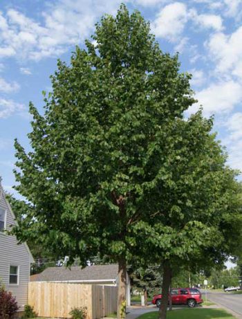 Shade Trees for Your Yard| Shade Trees, How to Grow Trees, Shade Trees for Any Yard, Landscaping With Trees, Yard Shade, How to Make Your Yard Shady, Landscaping