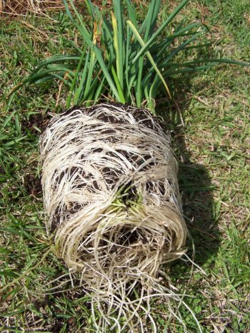 Plant Roots, Things You Should Know About Your Plants Root System, Care Tips for Plant Roots, How to Keep Your Plants Healthy, Tips and Tricks for Gardening, Gardening Tips and Tricks, Gardening Care Tips, Gardening Care Hacks, Popular Pin