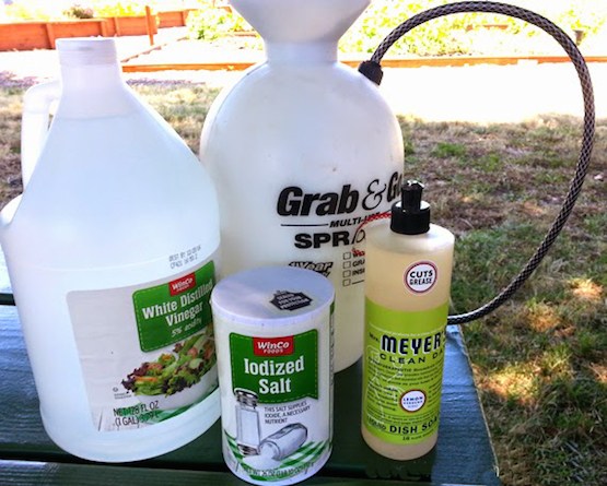 10 Homemade (and Safer!) Weed Killers That ACTUALLY Work ~ Bless My Weeds