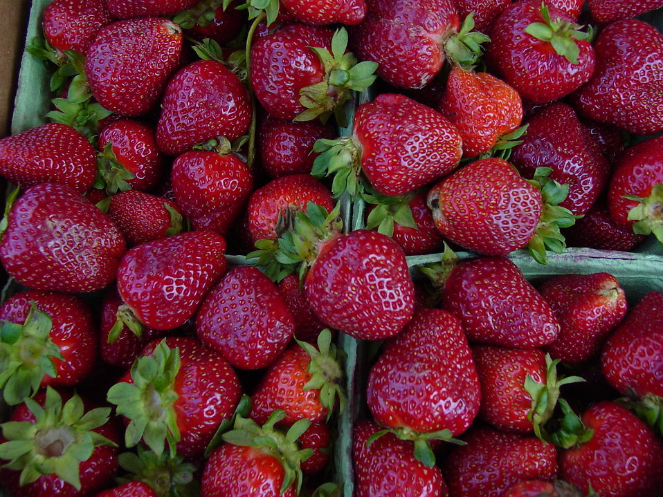 How to Grow Strawberries| Gardening, Gardening Tips and Tricks, How to Grow Strawberries in Pots, Container Gardening, Container Gardening Tips and Tricks, Gardening Hacks, Gardening Fruit for Beginners, Strawberry Growing Tips and Tricks