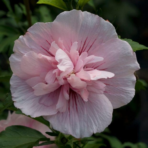 Tickled by Pink? Pink Perennials You'll Love ~ Bless My Weeds