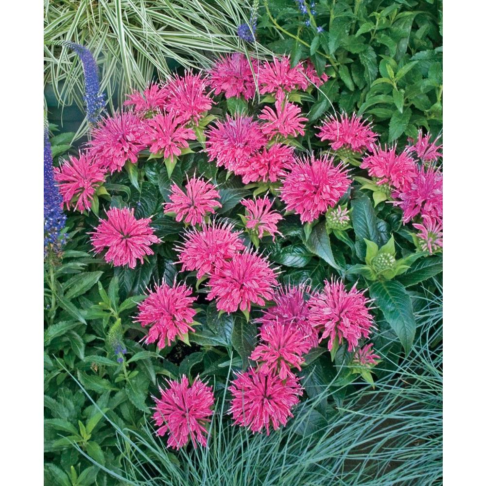 Садовый цветок 7 на а. Примула виаля (primula vialii) p7. Примула виалли. Садовый цветок 7 на а. Астильба арендса коттон кэнди.