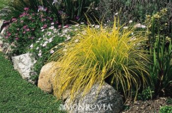 Every Gardener Needs Carex – Find A Variety That Works for You| Gardening, Gardening Tips and Tricks, Gardening Hacks, Gardening 101, Carex, How to Grow Carex, Gardening Ideas, Landscape Hacks, TIps and Tricks, Outdoor Living