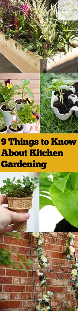 9 Things to Know About Kitchen Gardening| Kitchen Garden, Kitchen Gardening, Gardening Hacks, Gardening 101, Garden In Your Kitchen, Indoor Gardening, Indoor Gardening Tips and Tricks, Indoor Gardening Hacks, Gardening Hacks, Garden 101, Popular Pin 