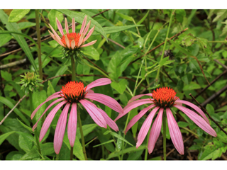 Perennials That Pack a Punch| Perennials, Easy to Grow Perennials, How to Grow Perennials, Growing Perennials, Gardening, Gardening Tips and Tricks, Gardening Hacks, Flower Gardening, Flower Gardening Tips and Tricks