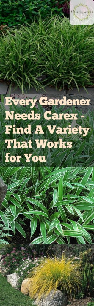 Every Gardener Needs Carex – Find A Variety That Works for You| Gardening, Gardening Tips and Tricks, Gardening Hacks, Gardening 101, Carex, How to Grow Carex, Gardening Ideas, Landscape Hacks, TIps and Tricks, Outdoor Living