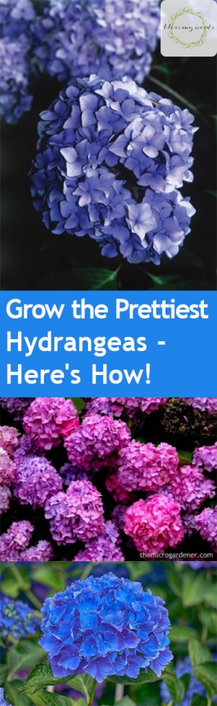 Grow the Prettiest Hydrangeas — Here’s How! Growing Hydrangeas, How to Grow Hydrangeas, Hydrangea Growing Tips and Tricks, Flower Gardening, Flower Gardening Hacks, Gardening 101, Outdoor DIY, Outdoor Projects