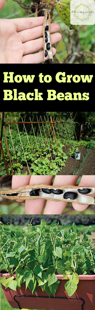 How to Grow Black Beans ~ Bless My Weeds