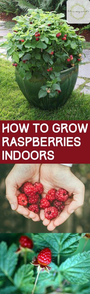 Growing Raspberries, How to Grow Raspberries, Growing Raspberries Indoors, Indoor Gardening, Indoor Gardening Tips and Tricks, How to Indoor Garden, Planting Raspberries in Containers